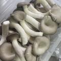 [의령착한농장] 농장직송 당일수확배송 느타리버섯 1kg