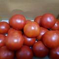 [봄춘농장] 명인 무농약 토마토 5kg (중과)