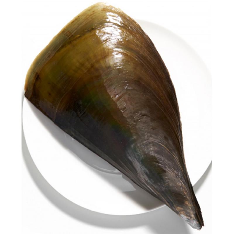 [삼삼해물] 국내산 키조개 1미(대)