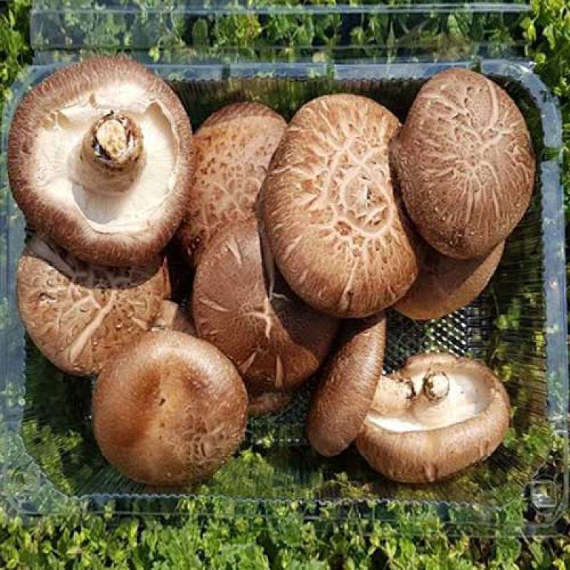 [감농원]밀양 청정 생표고버섯 향고 1kg