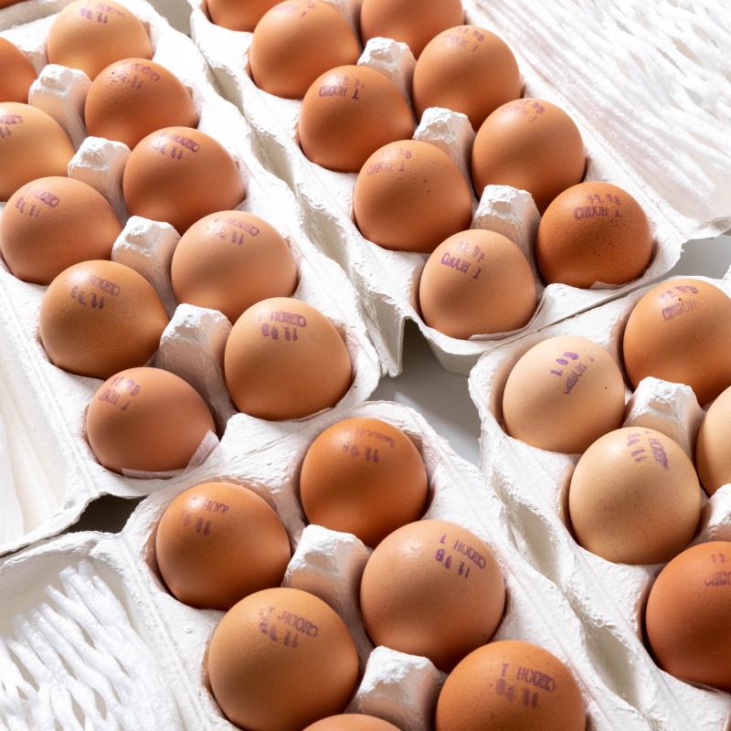 [산엔청] 자연방사 유정란(계란) 100구_닭 키우는 남박사