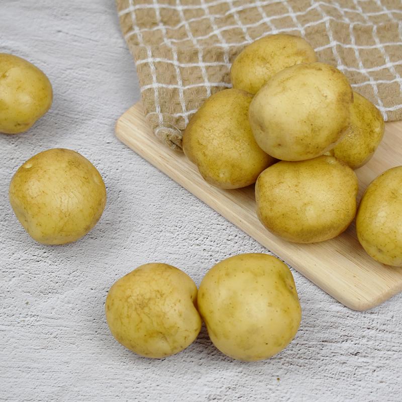 [부림영농조합법인] 기찬 감자 중(조림용) 10kg
