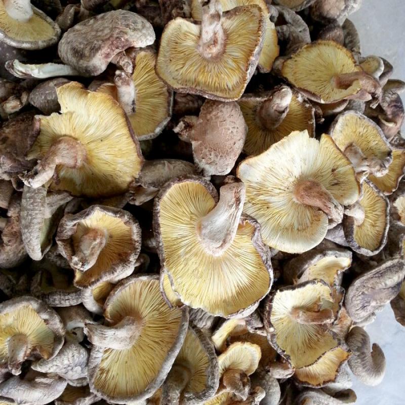[화인표고버섯] 건표고버섯 1kg(B품-향신)/다시용 또는 튀김용/원목재배/친환경(유기농)인증