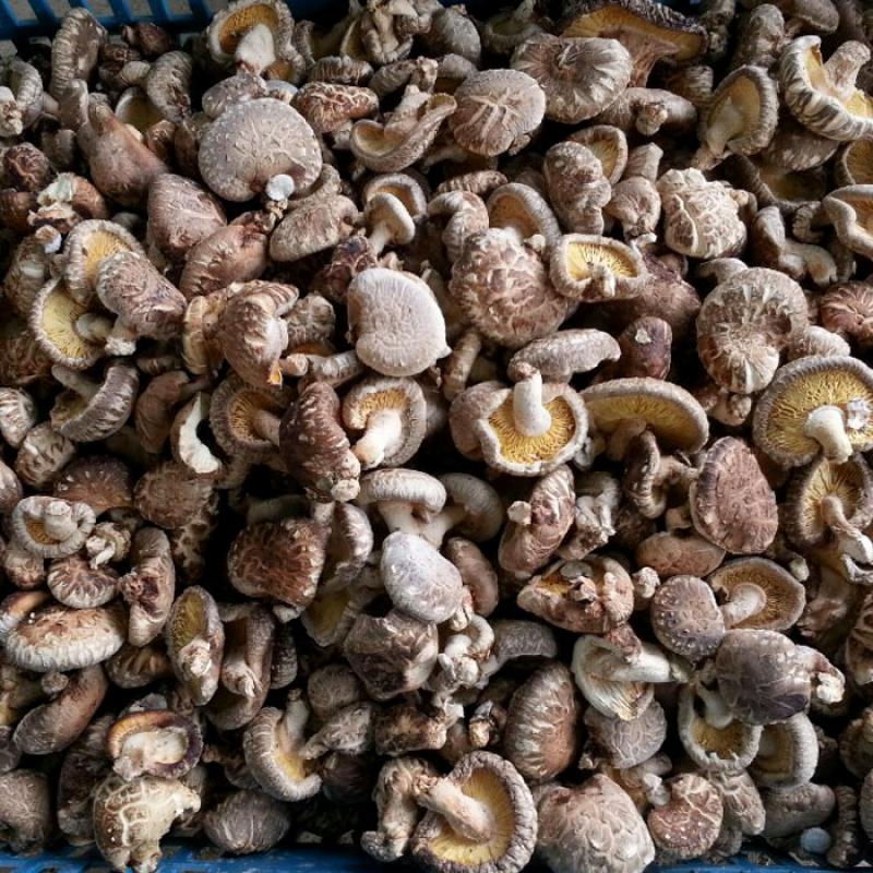[화인표고버섯] 건표고버섯 1kg(B품-꼬마표고)/장아찌용/원목재배/친환경(유기농)인증