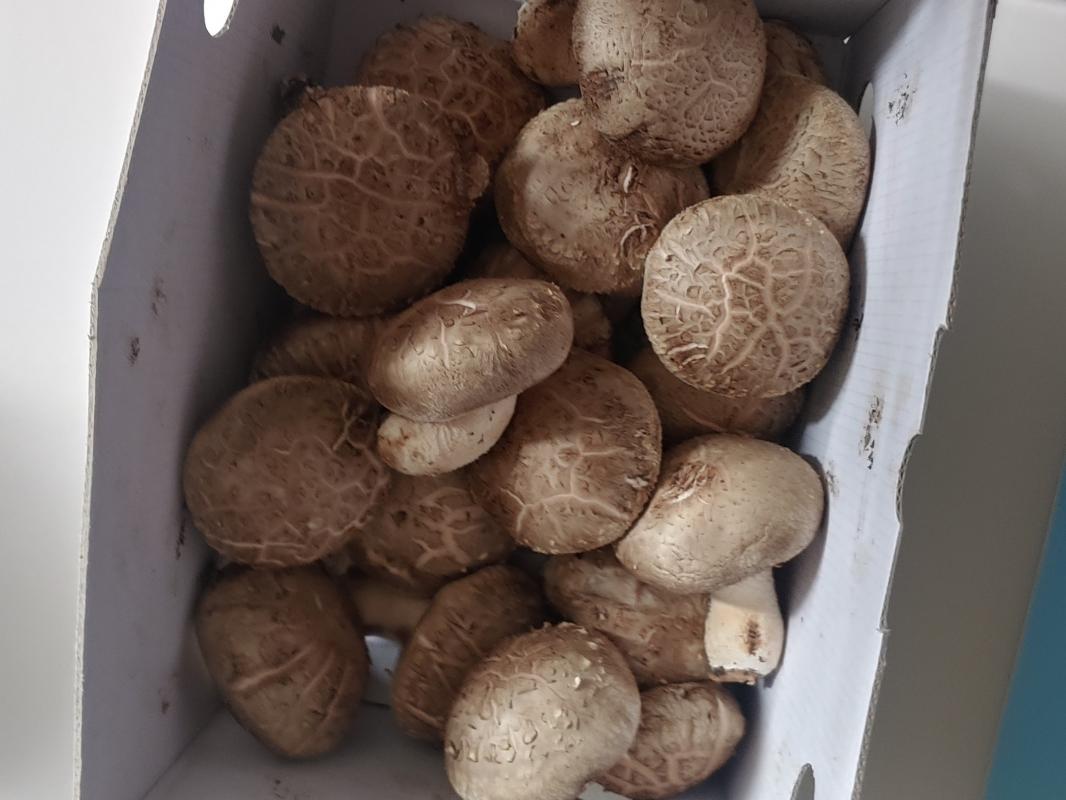[감농원] 밀양 청정 생표고버섯 상품(동고) 1kg