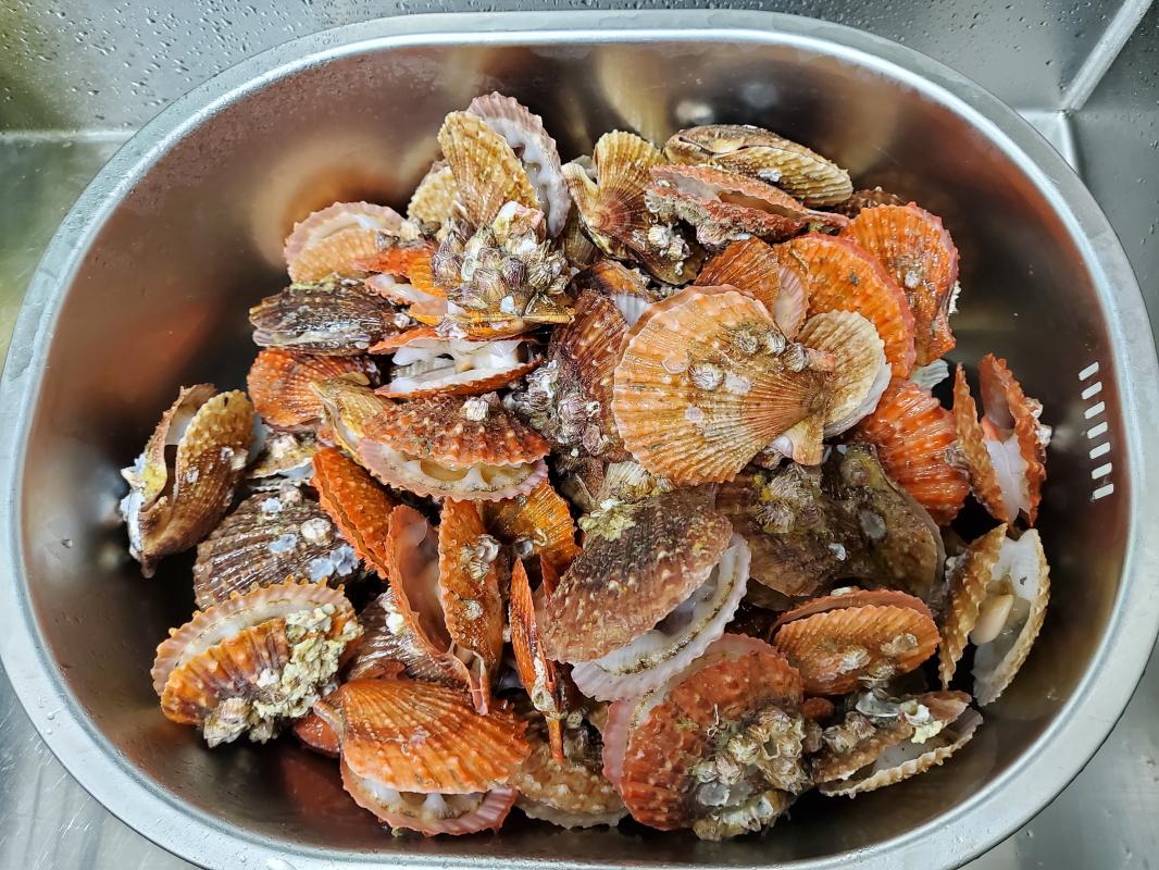 [통영바다장어] 자연산 가리비 3kg / 달콤한 가리비를 캠핑장에서 먹는다면 꿀맛