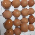 [에그타운] 기가찬 영양란 40구 계란(대란)