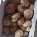[감농원] 밀양 청정 생표고버섯 상품(동고) 1kg