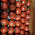 [토마토누리] 착한 토마토 2번 10kg (50~58과 내외)