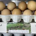 [산엔청] 자연방사 유정란(계란) 60구_닭 키우는 남박사
