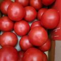 ◈2024 정기구독◈[봄춘농장] 명인 무농약 토마토 5kg (중과)
