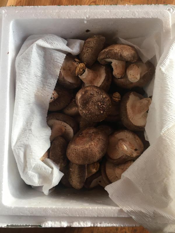 [감농원] 밀양 청정 생표고버섯 못난이 1kg