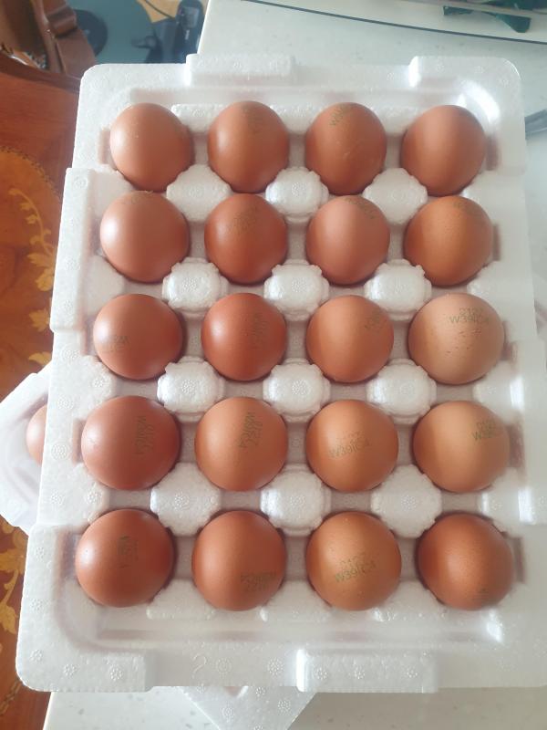 [에그타운] 기가찬 영양란 40구 계란(대란)