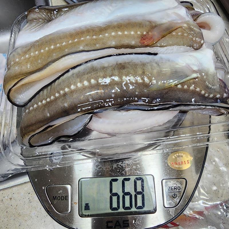 [숨비해물] 국내산 손질 바다장어 생물 1kg(2~4미/머리뼈+소스포함)
