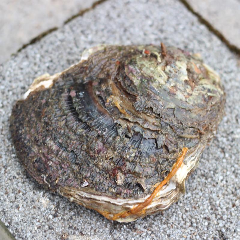 [숨비해물] 거제도 해녀 채취 자연산 바위굴 벚굴 원물 3kg/5kg
