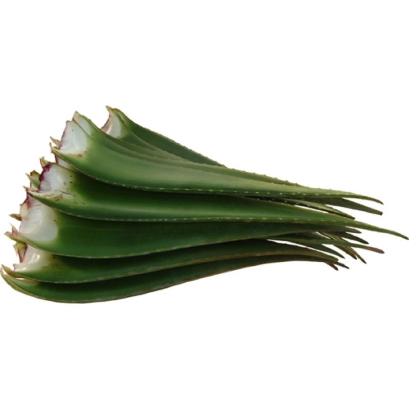 [알로에농장] 친환경(유기농) 알로에 베라 생잎 5kg