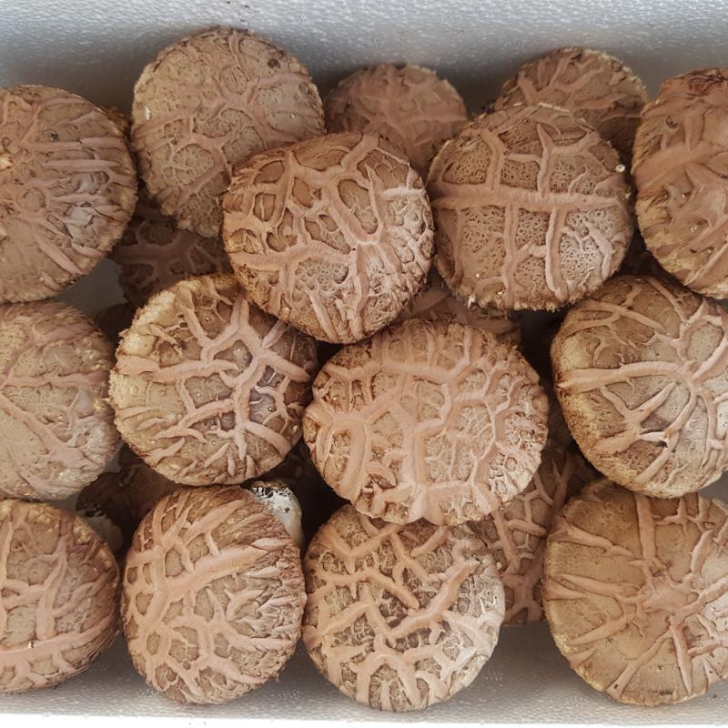 [거송향버섯] 무농약 표고 생버섯 1kg(중품/상품/특상품/선물용)